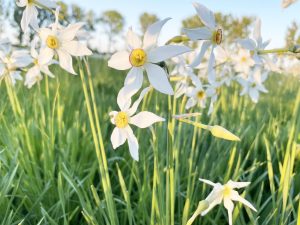 Read more about the article Sălaşu de Sus : Festivalul Narciselor va avea loc în 10 şi 11 mai