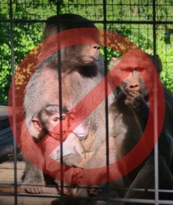 Read more about the article Locul animalelor nu este în cuşti. Grădina Zoologică se transformă în parc de recreere pentru copii, părinţi şi bunici