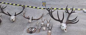Read more about the article Trei percheziții la Petrila într-un dosar de braconaj cinegetic. Polițiștii au ridicat trofee de vânătoare și carne de mistreț