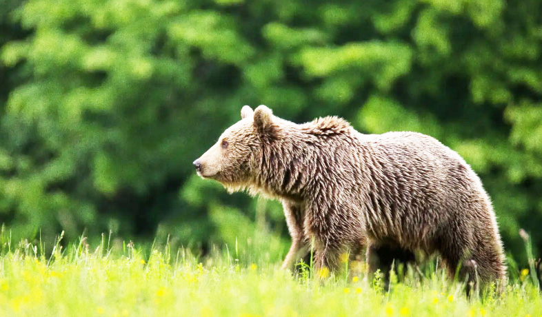 Read more about the article Creșterea numărului de urși, între provocări și măsuri de Intervenție