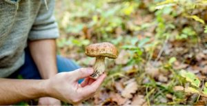 Read more about the article Prevenirea intoxicaţiilor cu ciuperci. Sfaturi de la medici