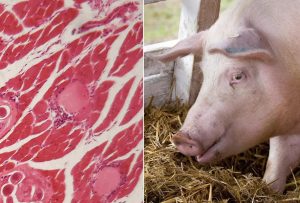 Read more about the article Atenţie la trichineloză! Sfaturile specialiştilor Direcţiei de Sănătate Publică