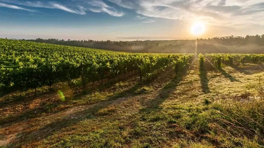 Read more about the article Fermierii hunedoreni au primit plățile pentru programul de susținere a legumelor cultivate în spații protejate