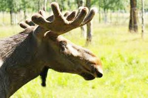 Read more about the article Elan surprins în județul Hunedoara: o descoperire rară și importantă pentru fauna României