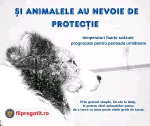 Read more about the article Gerul extrem – nu uitați de animale