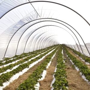 Read more about the article Finanțări de 169 de milioane de euro pentru tinerii fermieri