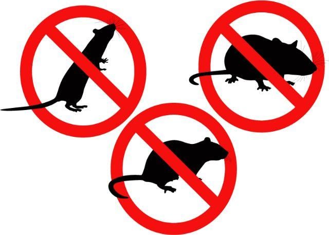 Read more about the article Campanie de deratizare la Deva