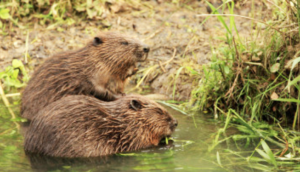 Read more about the article Familie de castori la Gurasada