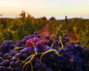 Read more about the article Podgoria Miniș–Măderat confirmă tradiția vinului arădean: 29 de producători duc mai departe renumele județului Arad