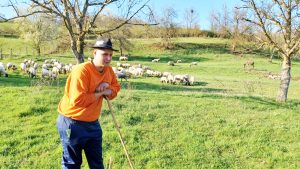 Read more about the article Prețul cărnii de miel, în județul Hunedoara