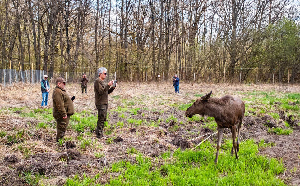 Read more about the article Moment istoric pentru biodiversitatea României: Elanul revine în pădurile administrate de Romsilva, în Parcul Natural Vânători Neamț