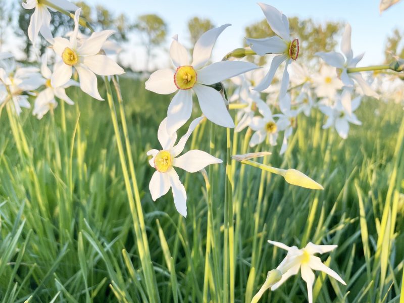 Read more about the article Sălașu de Sus: Festivalul Narciselor, la poalele Retezatului